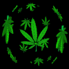 Bun da weed...